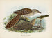 The young fed by the gray thrush - John Gerrard Keulemans — artwork view