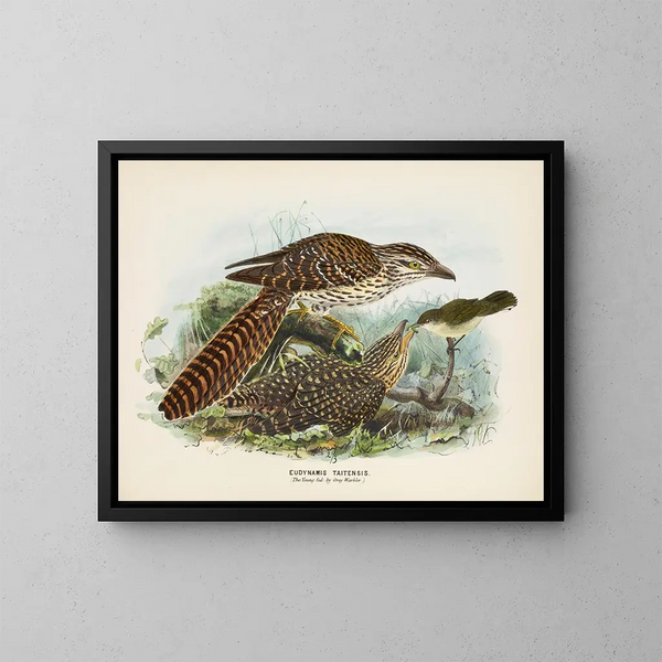 The young fed by the gray thrush - John Gerrard Keulemans — framed artwork on a wall