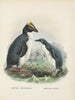 Eudyptes chrysocomus and Eudyptula minori - John Gerrard Keulemans — artwork view