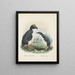 Eudyptes chrysocomus and Eudyptula minori - John Gerrard Keulemans — framed artwork on a wall