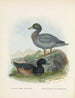 Fuligula new zealandiae y Hymenolaemus malacorhynchus - John Gerrard Keulemans — vista de la obra