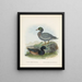 Fuligula new zealandiae y Hymenolaemus malacorhynchus - John Gerrard Keulemans — cuadro enmarcado en la pared