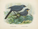 Glaucopis wilsoni y Glaucopis cinerea - John Gerrard Keulemans — vista de la obra