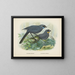 Glaucopis wilsoni y Glaucopis cinerea - John Gerrard Keulemans — cuadro enmarcado en la pared