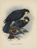Heteralocha acutirostris - John Gerrard Keulemans — artwork view