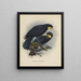 Heteralocha acutirostris - John Gerrard Keulemans — framed artwork on a wall