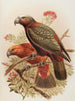 Perroquet Kaka y variedad Kakakura Nestor meridionalis - John Gerrard Keulemans — vista de la obra