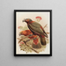 Perroquet Kaka y variedad Kakakura Nestor meridionalis - John Gerrard Keulemans — cuadro enmarcado en la pared