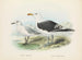 Larus bulleri y Larus dominicanus - John Gerrard Keulemans — vista de la obra