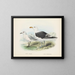 Larus bulleri y Larus dominicanus - John Gerrard Keulemans — cuadro enmarcado en la pared