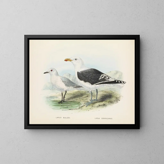 John Gerrard Keulemans - Larus bulleri and Larus dominicanus.webp