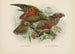 Nestor notabilis y Nestor meridionalis - John Gerrard Keulemans — vista de la obra