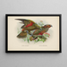 Nestor notabilis y Nestor meridionalis - John Gerrard Keulemans — cuadro enmarcado en la pared