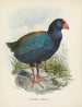 Couvertures Notornis - John Gerrard Keulemans — artwork view