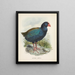 Couvertures Notornis - John Gerrard Keulemans — framed artwork on a wall