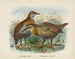 Ocydromus earli y Ocydromus australis - John Gerrard Keulemans — vista de la obra