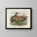 Ocydromus earli y Ocydromus australis - John Gerrard Keulemans — cuadro enmarcado en la pared