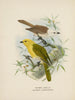 Orthonyx albicilla and Orthonyx ochrocephala - John Gerrard Keulemans — artwork view