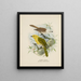 Orthonyx albicilla and Orthonyx ochrocephala - John Gerrard Keulemans — framed artwork on a wall