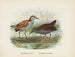 Ortygometra affinis and Ortygometra tabuensis - John Gerrard Keulemans — artwork view