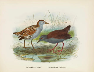 John Gerrard Keulemans - Ortygometra affinis and Ortygometra tabuensis.webp