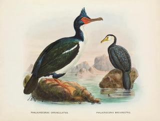 John Gerrard Keulemans - Phalacrocorax carunculatas onslowi and Phalacrocorax brevirostris.webp