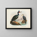 Cormoranes con caroncules y cormoranes de pico corto - John Gerrard Keulemans — cuadro enmarcado en la pared
