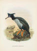 Phalacrocorax featherstoni - John Gerrard Keulemans — artwork view