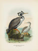 Phalacrocorax punctatus male and female - John Gerrard Keulemans — artwork view