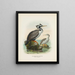 Phalacrocorax punctatus male and female - John Gerrard Keulemans — framed artwork on a wall