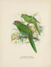 Platycercus auriceps (Yellow-crowned Parakeet) from New Zealand - John Gerrard Keulemans — artwork view