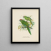 Platycercus auriceps (Yellow-crowned Parakeet) from New Zealand - John Gerrard Keulemans — framed artwork on a wall