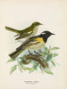 Male and female surrounded by pogonornis - John Gerrard Keulemans — artwork view