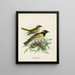 Male and female surrounded by pogonornis - John Gerrard Keulemans — framed artwork on a wall