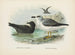 Puffin fuligineux y Puffin de Lessoni - John Gerrard Keulemans — vista de la obra