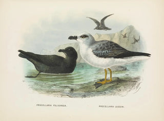 John Gerrard Keulemans - Procellaria fuliginosa and Procellaria lessoni.webp