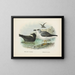 Puffin fuligineux y Puffin de Lessoni - John Gerrard Keulemans — cuadro enmarcado en la pared