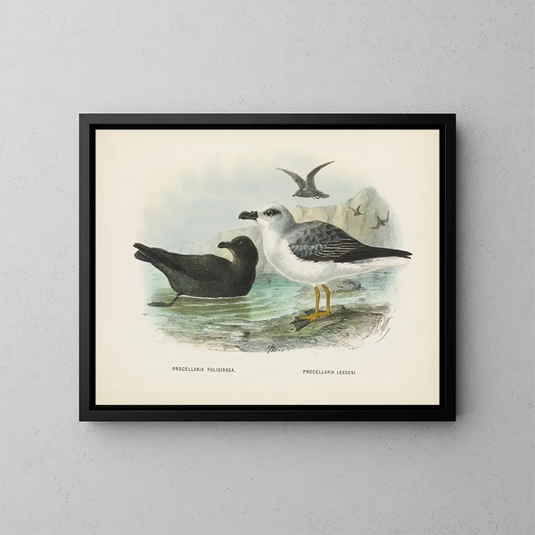 Puffin fuliginous and Laysan Albatross - John Gerrard Keulemans — framed artwork on a wall