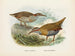 Rallus philipensis y Rallus dieffenbachii - John Gerrard Keulemans — vista de la obra