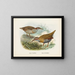 Rallus philipensis y Rallus dieffenbachii - John Gerrard Keulemans — cuadro enmarcado en la pared
