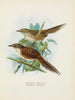 de Spenoeacus punctatus y Spenoeacus rufescens - John Gerrard Keulemans — vista de la obra