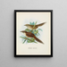 de Spenoeacus punctatus y Spenoeacus rufescens - John Gerrard Keulemans — cuadro enmarcado en la pared