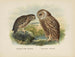 Spiloglaux de Nueva Zelanda y Sceloglaux de cara blanca - John Gerrard Keulemans — vista de la obra