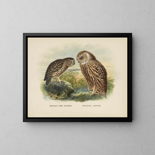 Spiloglaux of New Zealand and White-faced Sceloglaux - John Gerrard Keulemans — framed artwork on a wall