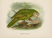 Stringops habroptilus - John Gerrard Keulemans — vista de la obra