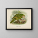 Stringops habroptilus - John Gerrard Keulemans — cuadro enmarcado en la pared
