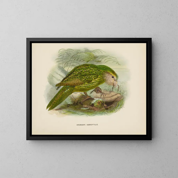 Stringops habroptilus - John Gerrard Keulemans — framed artwork on a wall