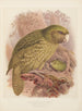 El Kakapo o loro búho Stringops habroptilus - John Gerrard Keulemans — vista de la obra