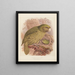 El Kakapo o loro búho Stringops habroptilus - John Gerrard Keulemans — cuadro enmarcado en la pared