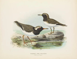 John Gerrard Keulemans - Thinornis nove zealandiae Adult and Young.webp